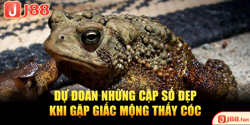 Mơ Thấy Cóc Là Điềm Gì? Bật Mí Ngay Những Số Đề May Mắn 4 Dự đoán những cặp số đẹp khi gặp giấc mộng thấy cóc