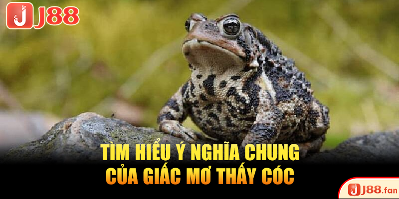 Mơ Thấy Cóc Là Điềm Gì? Bật Mí Ngay Những Số Đề May Mắn 2 Tìm hiểu ý nghĩa chung của giấc mơ thấy cóc
